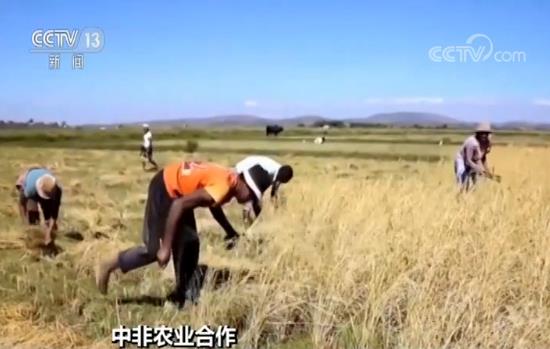 杂交水稻创纪录：我国杂交水稻在非洲创高产纪录