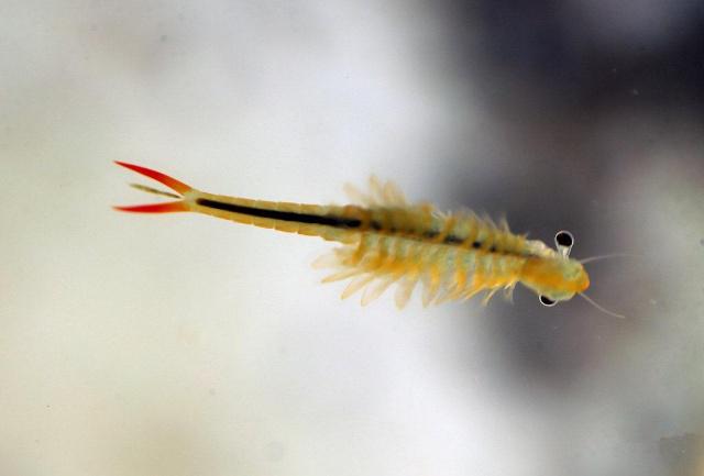 史前物种仙女虾：江苏连云港发现史前物种仙女虾