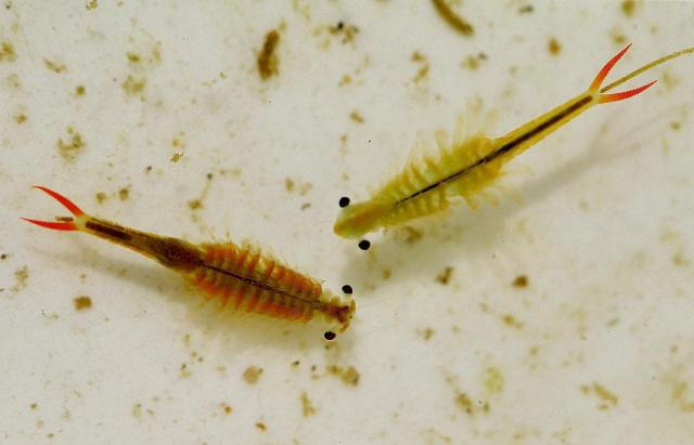 史前物种仙女虾：江苏连云港发现史前物种仙女虾