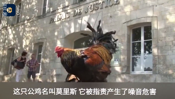法国公鸡打鸣太响被起诉是怎么回事-法国公鸡打鸣太响被起诉详情介绍
