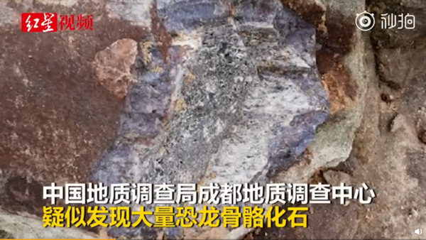 四川广安前锋区疑似发现大量恐龙骨骼化石