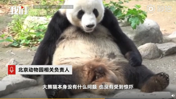 北京动物园半小时内有两人扔石头砸熊猫，熊猫被砸中后，受到惊吓但未受伤