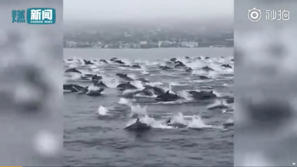 惊艳！男子驾船遇上百只海豚现身同游，追逐船只嬉戏玩耍