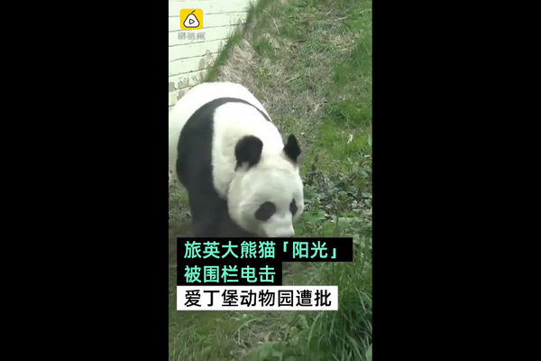 旅英大熊猫爬围栏遭电击，游客：虽然要防止它爬出，但这也太残忍了！