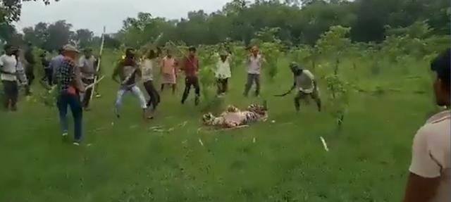 印度村民组团打虎，5岁母老虎遭长棍长矛暴揍