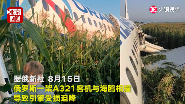 客机遭海鸥撞击：俄客机引擎遭海鸥撞击迫降玉米地，机上234名人员全部生还