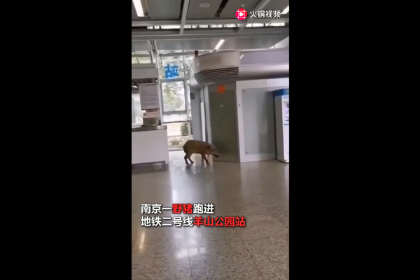 野猪误入南京地铁二号线羊山公园站，南大学生：这猪我认识！