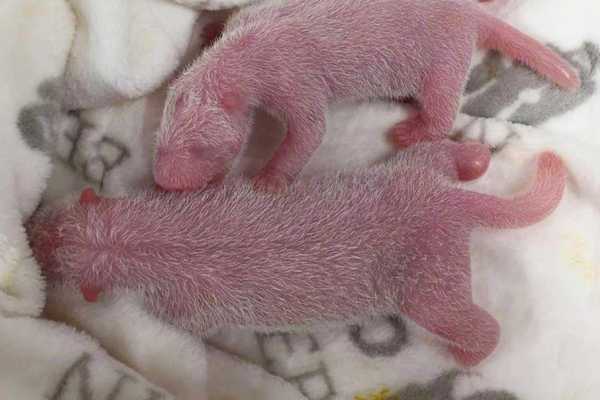 中国旅德大熊猫“梦梦”产下一对双胞胎熊猫宝宝