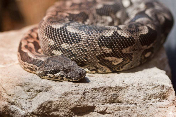 美国一女子遭2.4米蟒蛇勒颈，经抢救后确认身亡